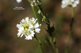 Attēlu rezultāti vaicājumam “Berteroa incana leaf”
