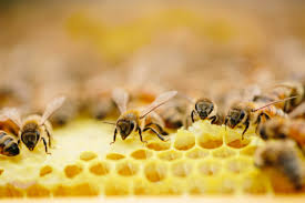 Image result for Boccia In Epsom & Ewell (Bees)