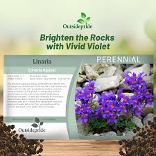 Attēlu rezultāti vaicājumam “Trichia alpina young”