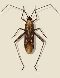 Attēlu rezultāti vaicājumam “Phytocoris sp.”