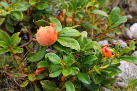 Attēlu rezultāti vaicājumam “Exobasidiales”