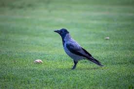 Attēlu rezultāti vaicājumam “Corvidae”