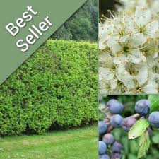 Attēlu rezultāti vaicājumam “Prunus spinosa”