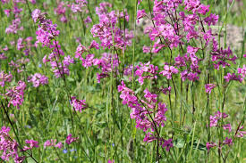 Attēlu rezultāti vaicājumam “Silene viscaria”