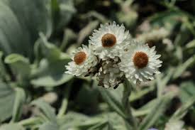 Image result for Strohblume