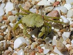 Image result for Carcinus maenas