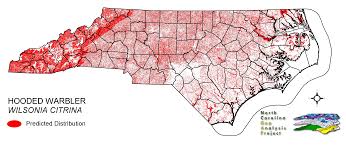 Image result for Wilsonia citrina