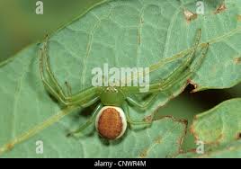 Attēlu rezultāti vaicājumam “Diaea dorsata male”