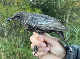 Attēlu rezultāti vaicājumam “Lophophanes cristatus adult”