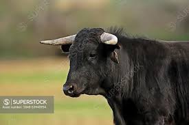 Attēlu rezultāti vaicājumam “Bos primigenius taurus”