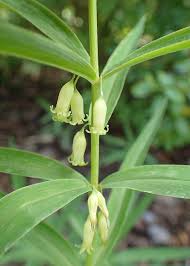 Attēlu rezultāti vaicājumam “Polygonatum verticillatum bud”