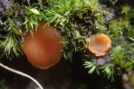 Attēlu rezultāti vaicājumam “Octospora humosa”