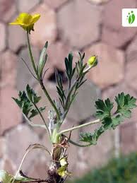 Attēlu rezultāti vaicājumam “Ranunculus bulbosus flower”