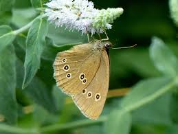 Attēlu rezultāti vaicājumam “Aphantopus hyperantus”