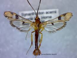 Attēlu rezultāti vaicājumam “Sesiidae”