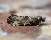 Attēlu rezultāti vaicājumam “Morophaga choragella”