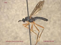 Attēlu rezultāti vaicājumam “Xylophagidae”