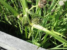 Attēlu rezultāti vaicājumam “Sparganium minimum fruit”