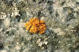 Attēlu rezultāti vaicājumam “Xanthoria candelaria”