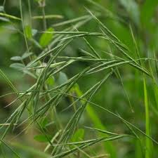 Attēlu rezultāti vaicājumam “Brachypodium sylvaticum flower”
