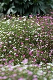 Attēlu rezultāti vaicājumam “Gypsophila muralis”