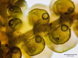 Attēlu rezultāti vaicājumam “Frullania fragilifolia macro”