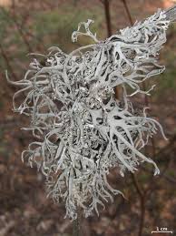 Attēlu rezultāti vaicājumam “Pseudevernia furfuracea”