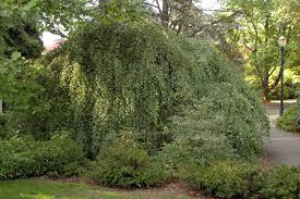 Attēlu rezultāti vaicājumam “Betula pendula Youngii”