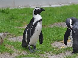 Image result for Spheniscus demersus