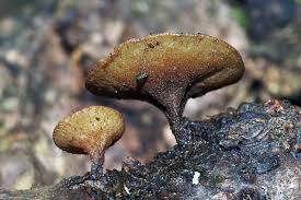 Attēlu rezultāti vaicājumam “Rutstroemia firma”