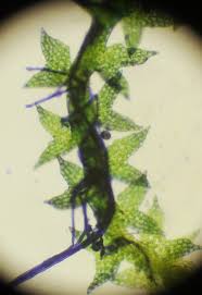 Attēlu rezultāti vaicājumam “Cephaloziella hampeana”