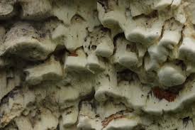 Attēlu rezultāti vaicājumam “Antrodia”