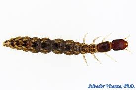 Attēlu rezultāti vaicājumam “Raphidia larva”