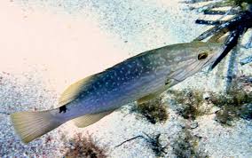 Image result for Mycteroperca rubra