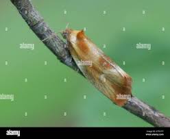 Attēlu rezultāti vaicājumam “Eulia ministrana”