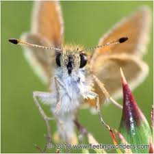 Attēlu rezultāti vaicājumam “Thymelicus lineola underside”