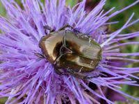 Attēlu rezultāti vaicājumam “Potosia cuprea”