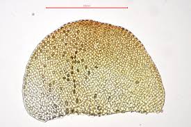 Attēlu rezultāti vaicājumam “Odontoschisma sphagni”