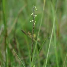 Attēlu rezultāti vaicājumam “Nardus stricta”