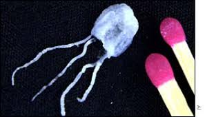 irukandji jellyfish