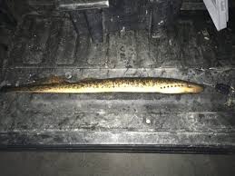 Image result for Petromyzon marinus