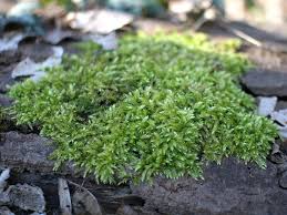 Attēlu rezultāti vaicājumam “Brachythecium rutabulum sporophyte”
