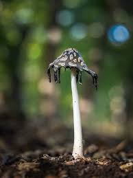 Attēlu rezultāti vaicājumam “Cribraria rufa macro”