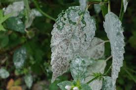 Attēlu rezultāti vaicājumam “Erysiphe galeopsidis”