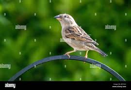 Image result for Passer domesticus