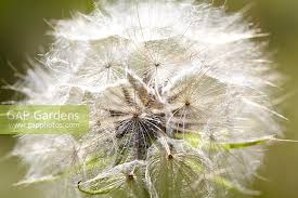 Attēlu rezultāti vaicājumam “Tragopogon pratensis subsp. pratensis”