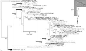 Attēlu rezultāti vaicājumam “Tortula lingulata”