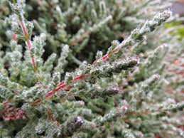 Attēlu rezultāti vaicājumam “Calluna vulgaris leaf”