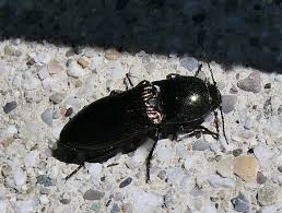 Attēlu rezultāti vaicājumam “Selatosomus aeneus”