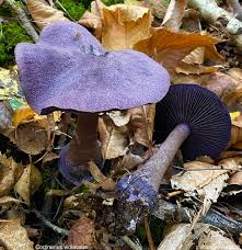 Attēlu rezultāti vaicājumam “Cortinarius violaceus”